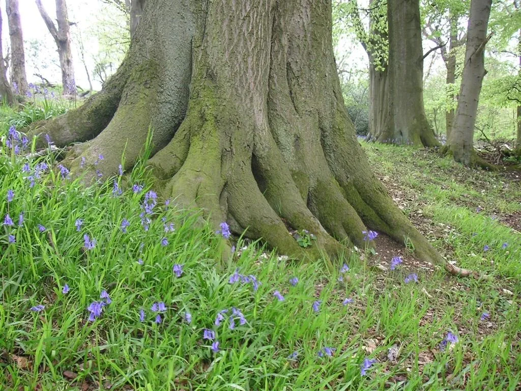 Ashridge estate leighton buzzard ramblers 4 may 08 (3)